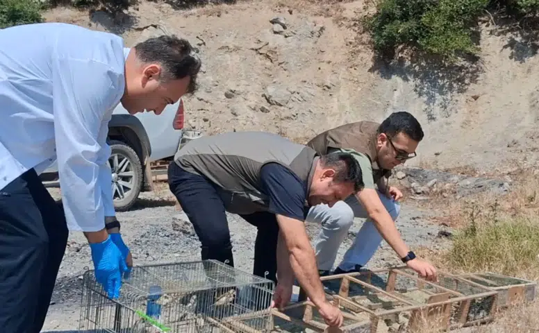 Kahramanmaraş’ta 175 Saka Kuşu Kurtarıldı