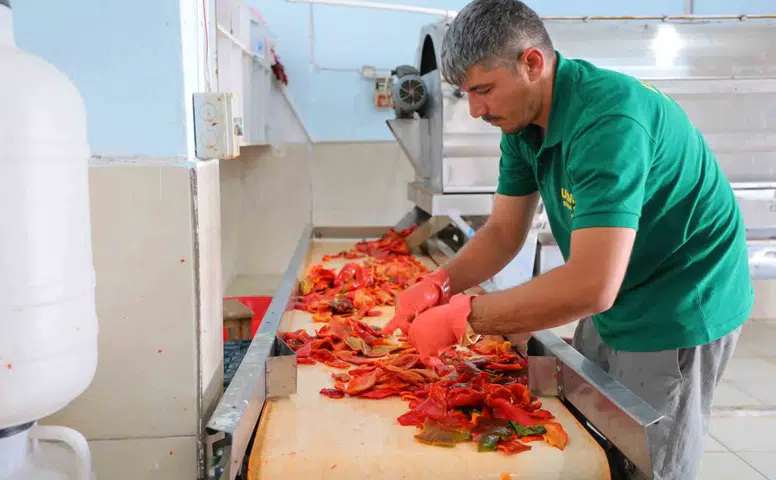 Kahramanmaraş’ta salça sezonu başladı