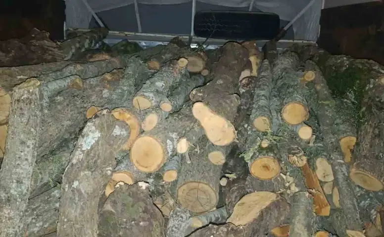 Andırın’da Kaçak Kesilen Ağaçlara ve Araca El Konuldu