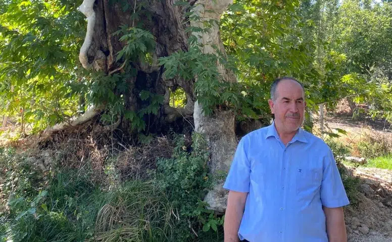 Kale Mahallesi’nde 800 Yıllık Çınar