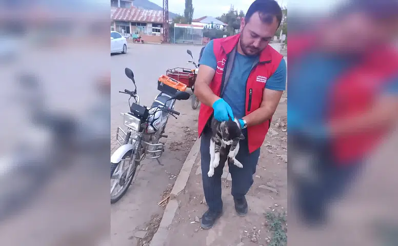 Kahramanmaraş’ta Yaralı Kedi İçin Büyükşehir Ekipleri Geldi
