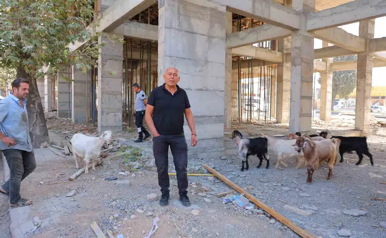 Kahramanmaraş’ta Esnafın Bulduğu 9 Keçinin Sahibi Aranıyor