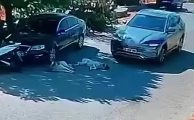 Vicdanları Sızlatan Anlar: Otomobil İle Köpeklerin Üzerinden Geçti!