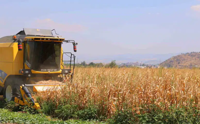 Kahramanmaraş’ta Mısır Hasadı  Başladı