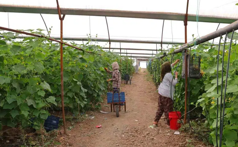 Kahramanmaraş’ta Turşuluk Hasadı Başladı