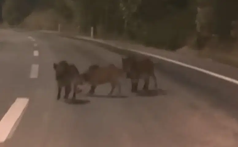 Kahramanmaraş’ta Yola İnen Domuz Sürüsü Görüntülendi