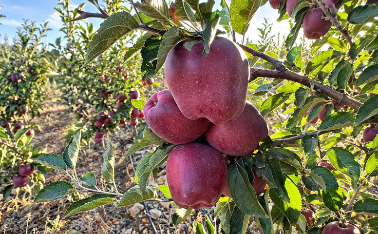 Göksun’da Çardak elması için hasat mesaisi başladı