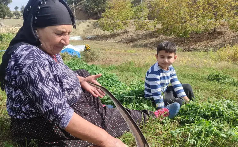 Kahramanmaraş Bertiz’de yonca biçim dönemi başladı