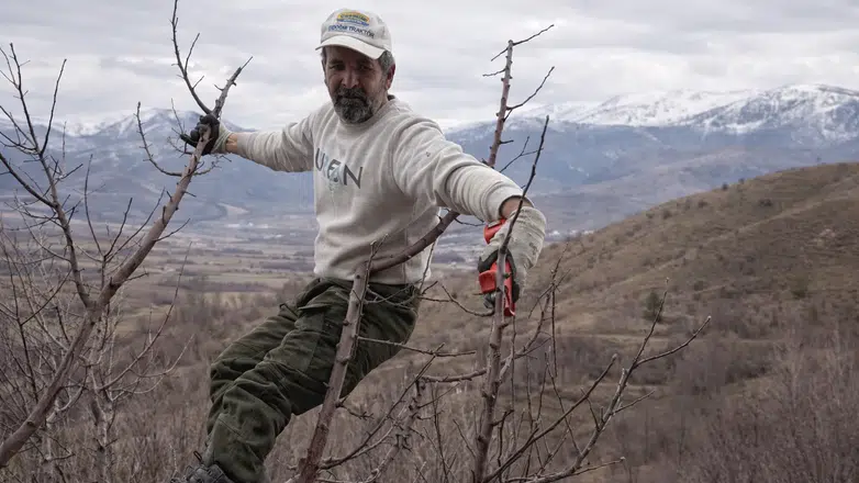 Göksun'da Dondurucu Soğukta Elma Mesaisi