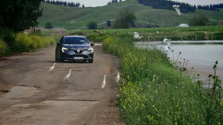 Kuş popülasyonu Kahramanmaraş’a geri döndü