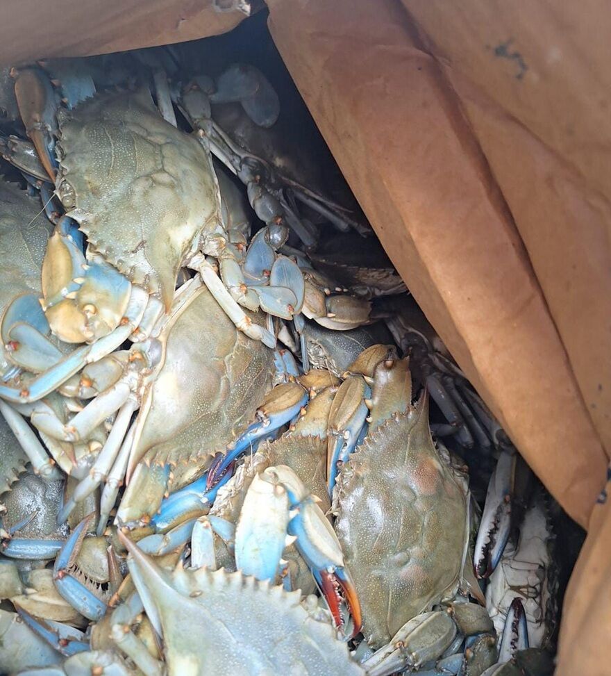 300 Kilogram Kerevit, 40 Kilo Üreme Mevsiminde Av Yasağı Bulunan Mavi Yengeç Ele Geçirildi1