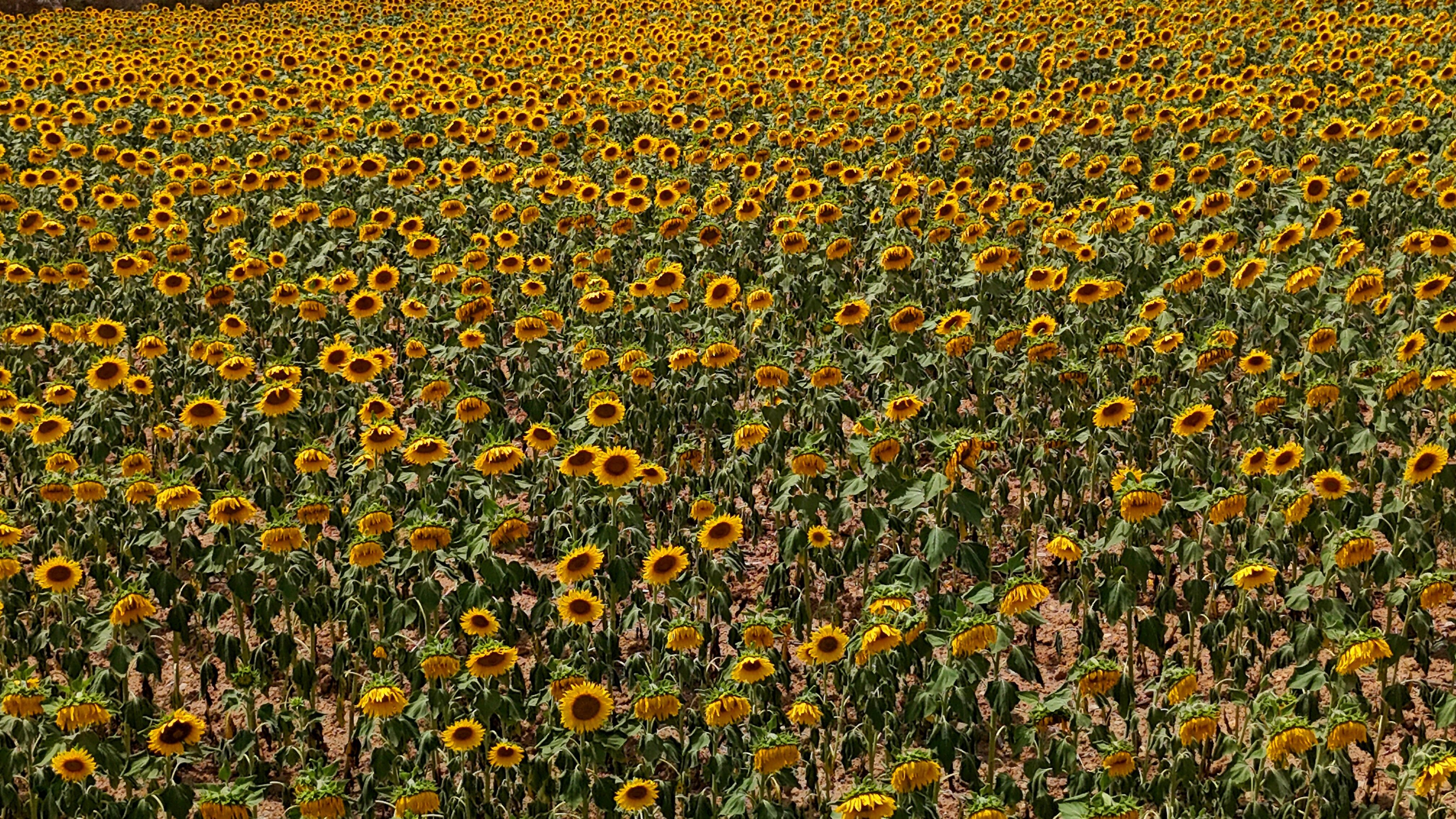 Ayçiçekleri Tarlaları Sarıya Boyadı