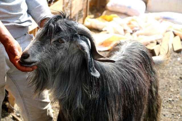 Buyukbas Hayvanlarin Fiyati Pahali Olunca Kurban 13440516 8185 M