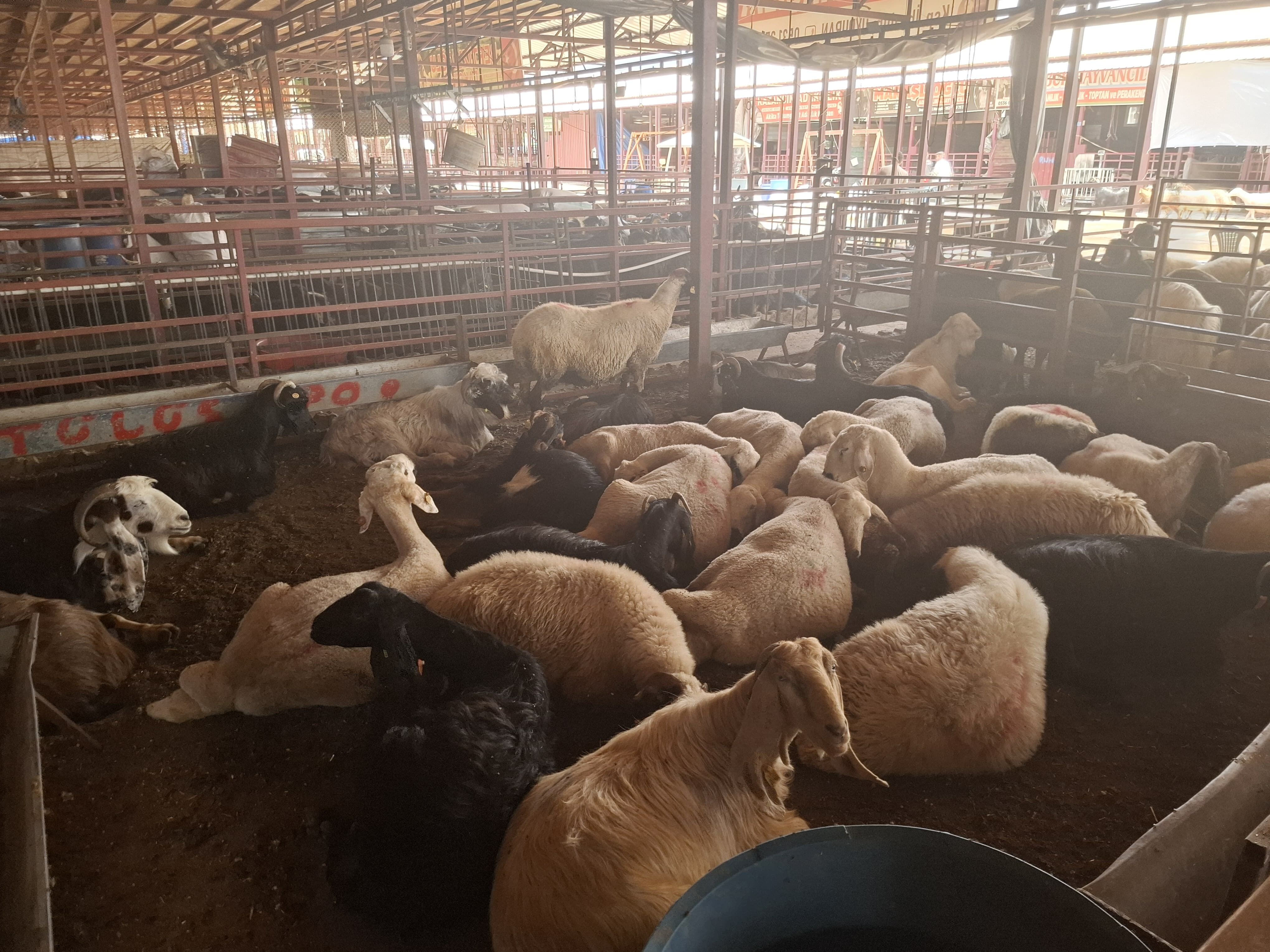 Kahramanmaraş Kurbanlık