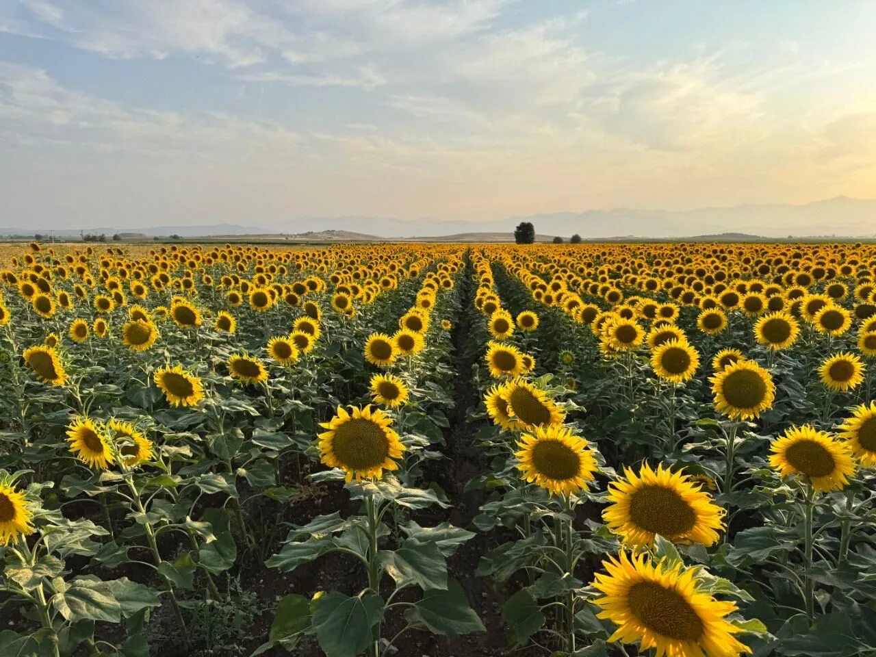 Kahramanmaraş’ta Ayçiçeği Tarlaları Görsel Şölene Dönüştü1