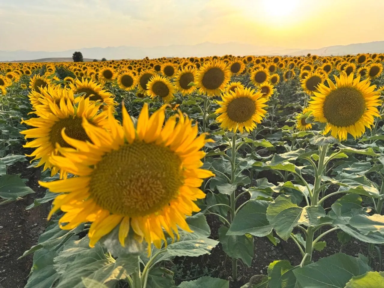 Kahramanmaraş’ta Ayçiçeği Tarlaları Görsel Şölene Dönüştü2