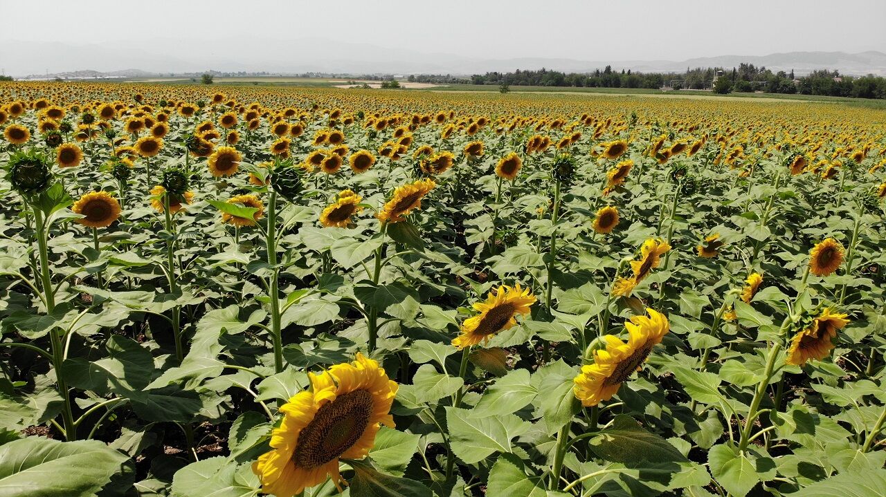 Kahramanmaraş'ta Sarının En Güzeli Ayçiçeği Tarlaları Görsel Şölen Sunuyor  (2)