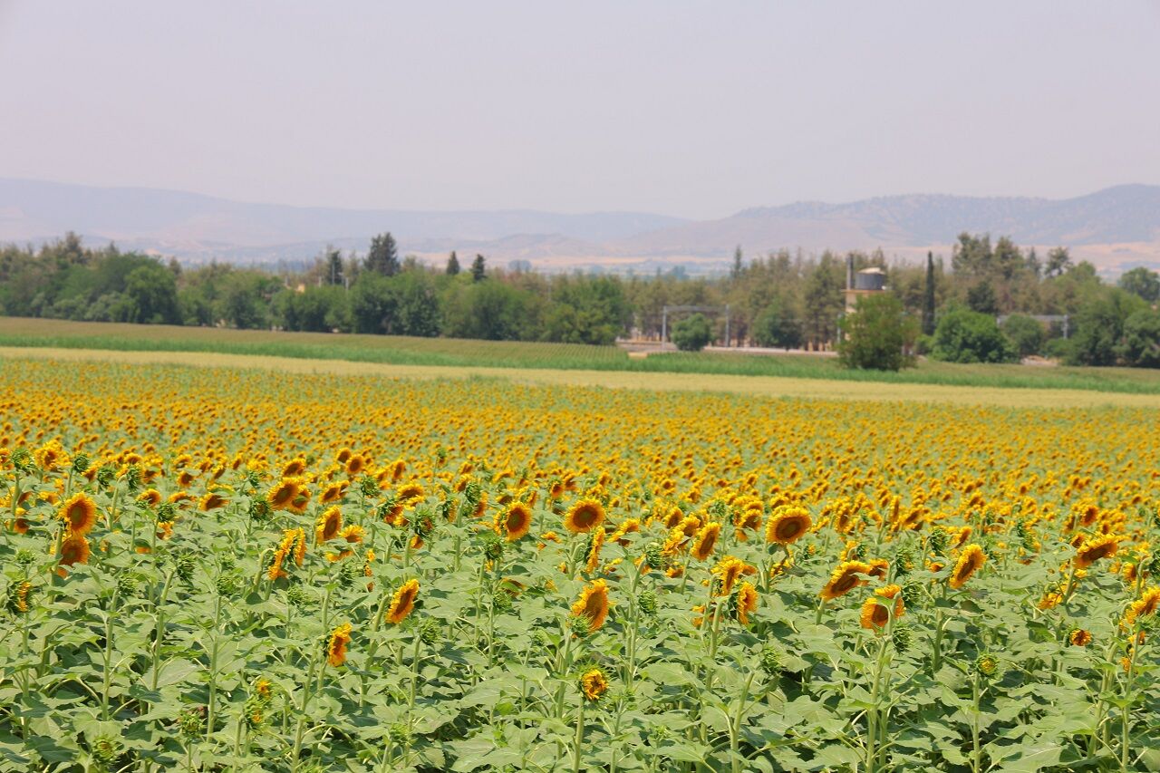 Kahramanmaraş'ta Sarının En Güzeli Ayçiçeği Tarlaları Görsel Şölen Sunuyor  (5)