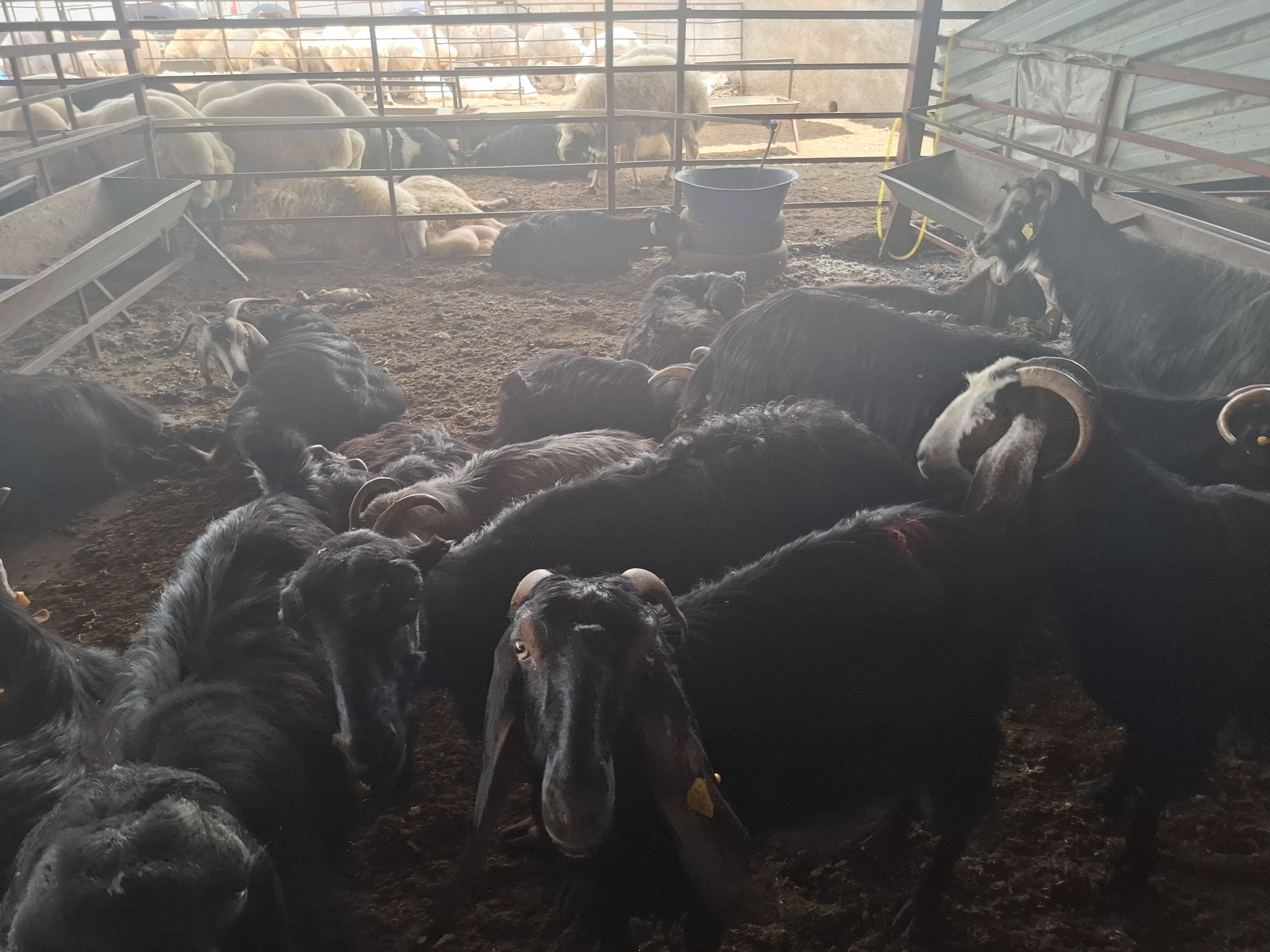 Kurbanlık Fiyatları