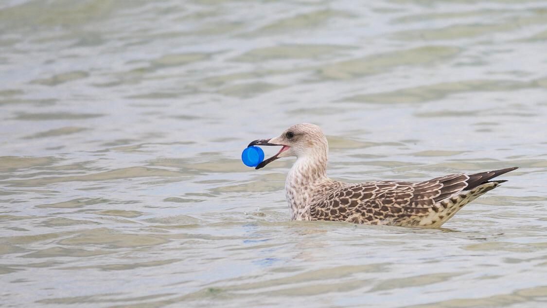Plastik Kirliliğine Son Doğayla Uyumlu Yaşam İçin Acil Çağrı2