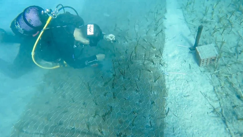 Deniz Ekosisteminde Tarihi Kesif Turkiyenin En Yasli Deniz Cayiri Bulundu Zui9