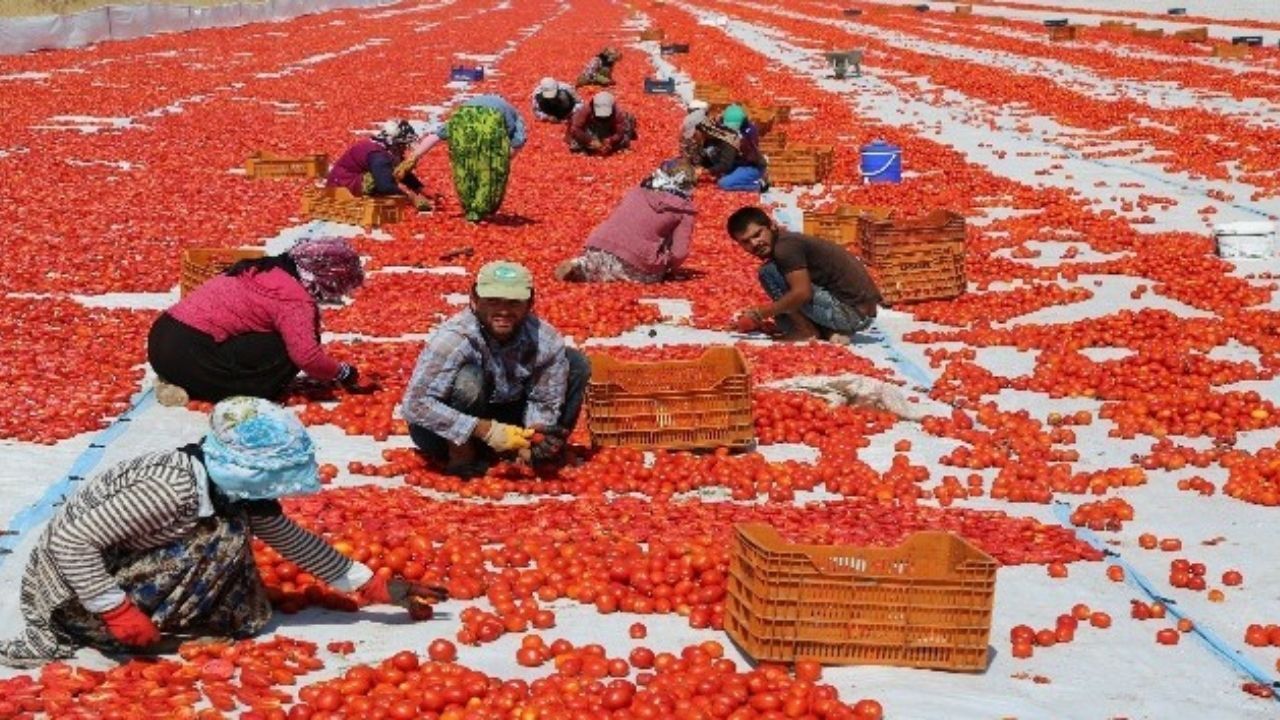 Kahramanmaraş’ta Kuru Domates Sezonu Hareketli Başladı (1)