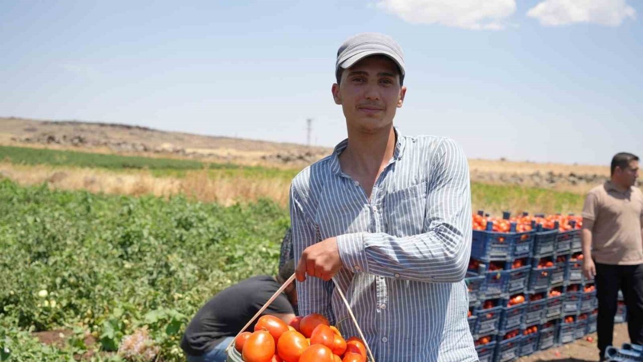 Kahramanmaraş’ta Kuru Domates Sezonu Hareketli Başladı (2)