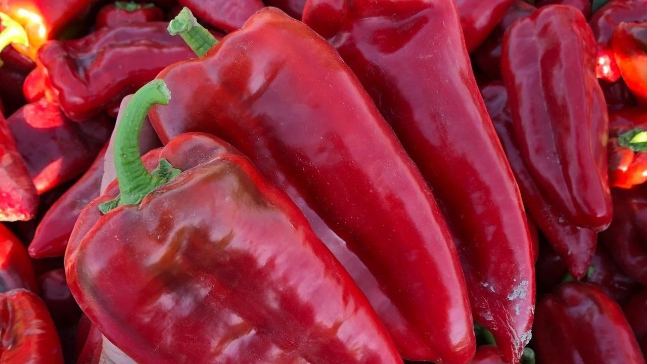 Kahramanmaraş’ta Salçalık Biber Satışları Başladı, İşte Fiyatlar (2)