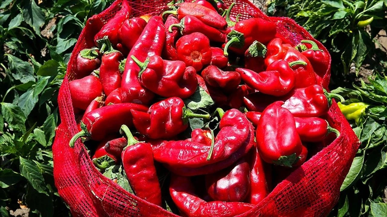 Kahramanmarasta Sicakta Zorlu Biber Hasadi