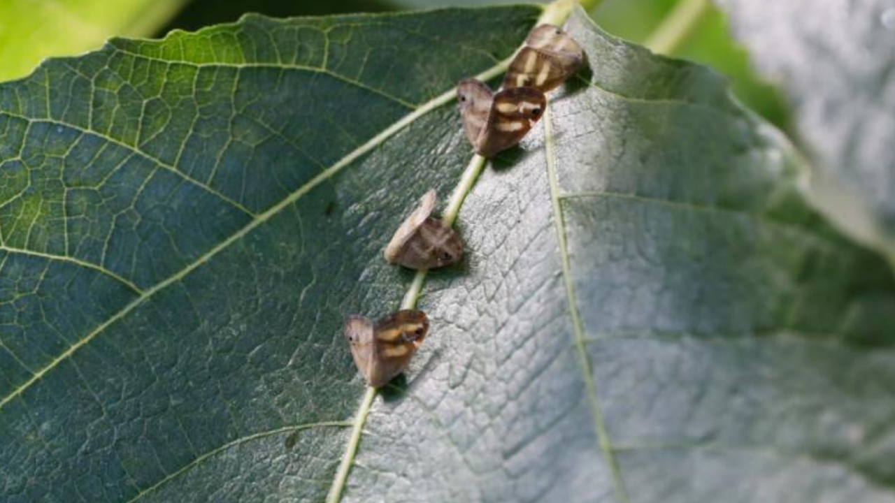 Vampir Kelebek Nedir (2)