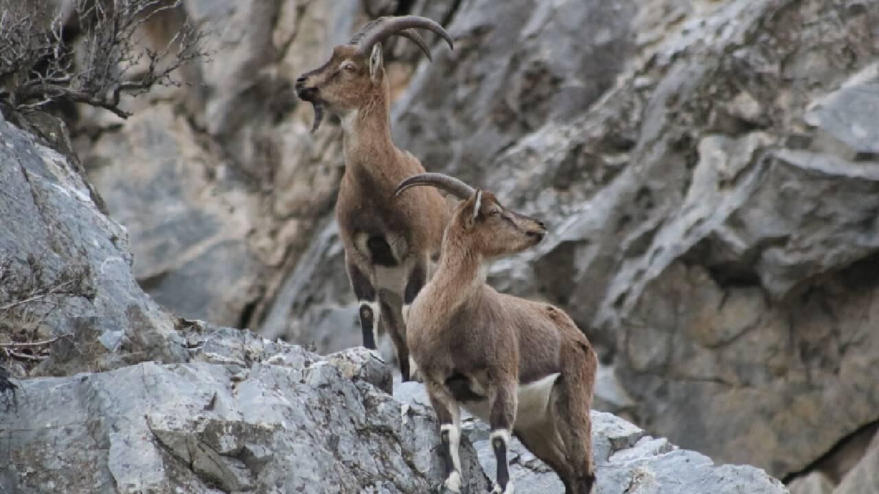 Dag Kecisi Aa 1732971