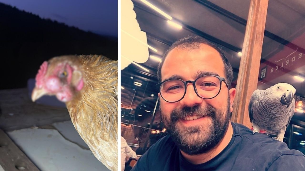 Kahramanmaraş’ta 7 Santimlik Tümör Keçinin Gözünden Alındı (1)