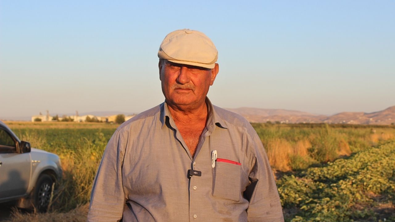 Kahramanmaraş’ta Acur Hasadı Başladı, Çiftçi Zararına Çalışıyor (1)