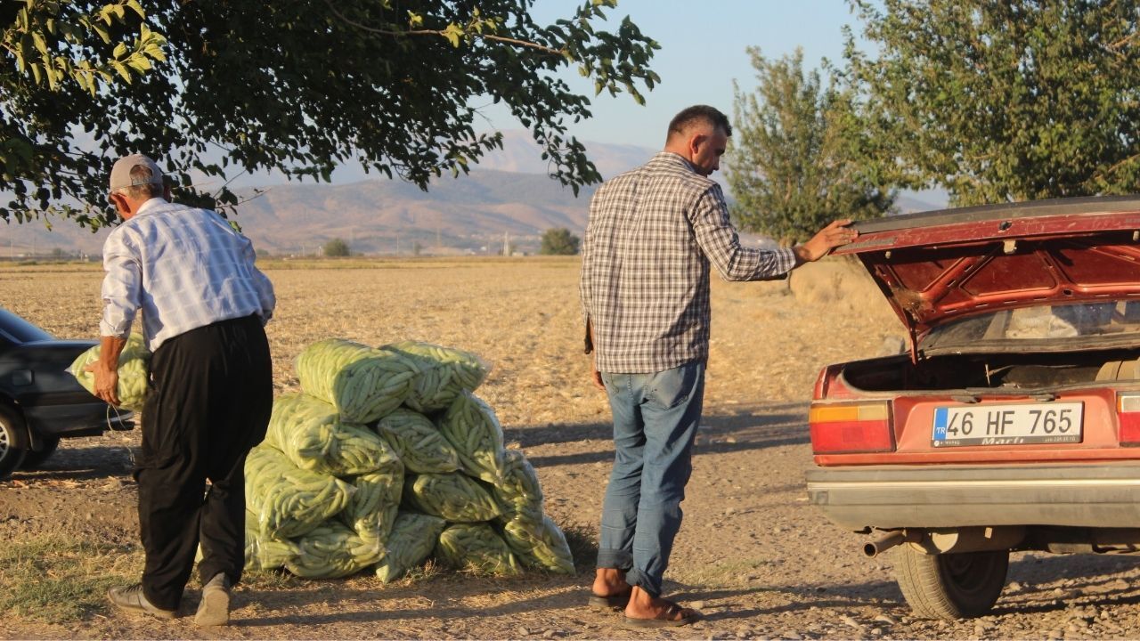 Kahramanmaraş’ta Acur Hasadı Başladı, Çiftçi Zararına Çalışıyor (2)