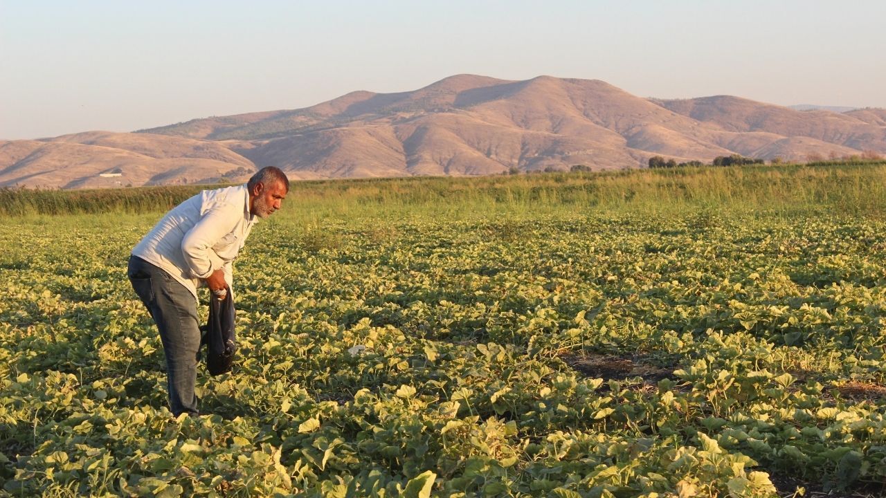 Kahramanmaraş’ta Acur Hasadı Başladı, Çiftçi Zararına Çalışıyor (3)