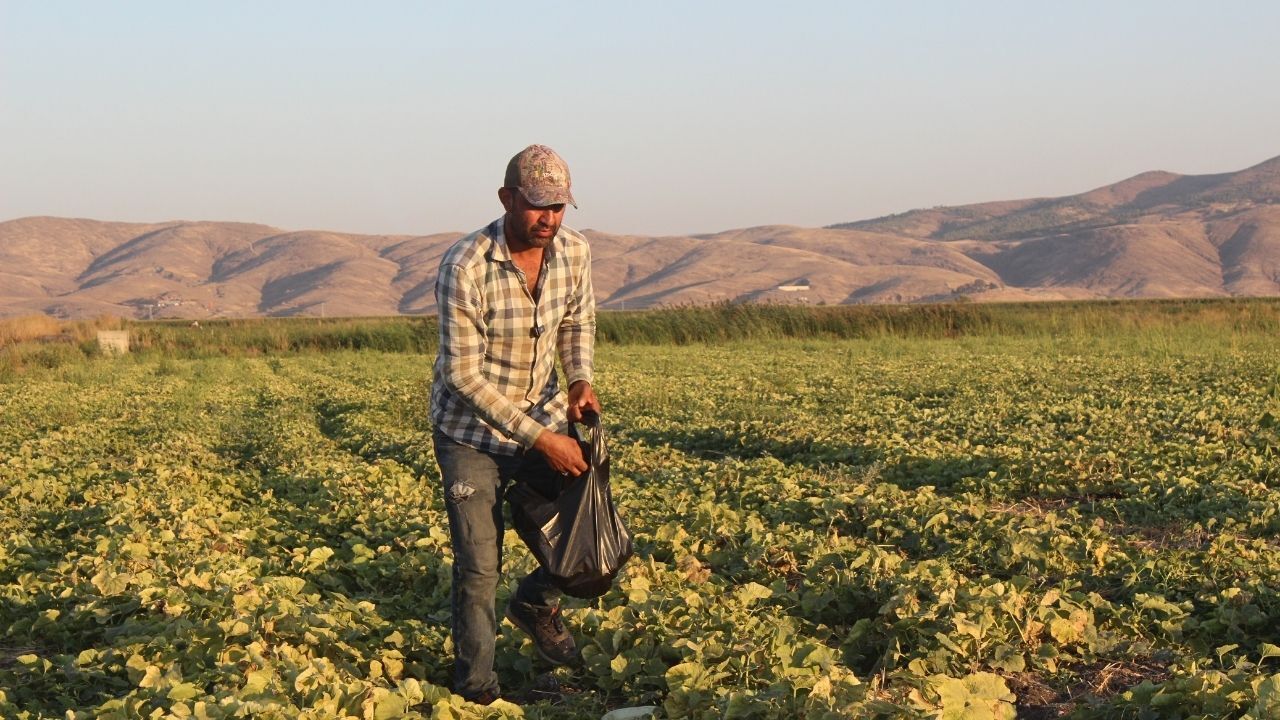 Kahramanmaraş’ta Acur Hasadı Başladı, Çiftçi Zararına Çalışıyor (4)