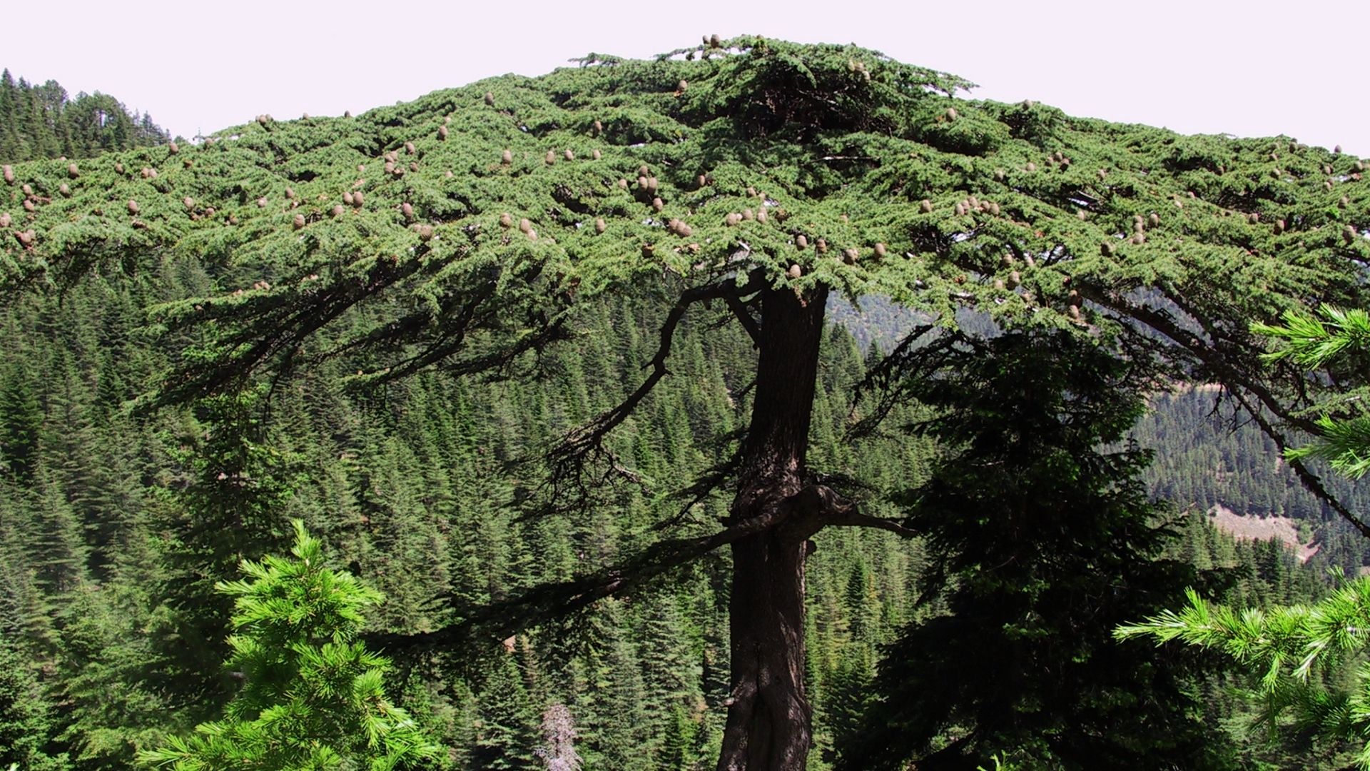 Kahramanmaraş Yavşan Yaylası Tabiat Parkı Doğal Güzellikleriyle Dikkat Çekiyor (1)