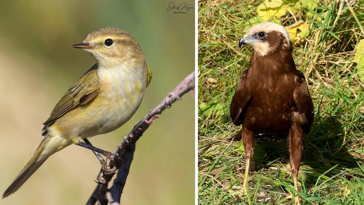 Kahramanmaraş’ın Doğasında Renkli Canlılar Objektife Yansıdı (3)