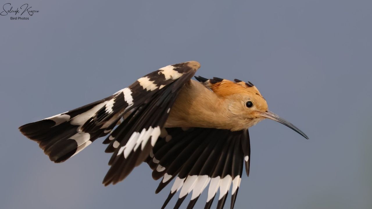 Kahramanmaraş’ın Doğasında Renkli Canlılar Objektife Yansıdı (4)