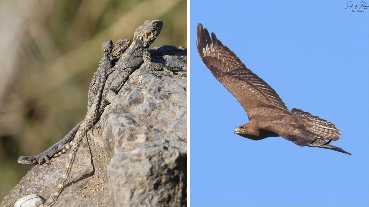 Kahramanmaraş’ın Doğasında Renkli Canlılar Objektife Yansıdı (6)