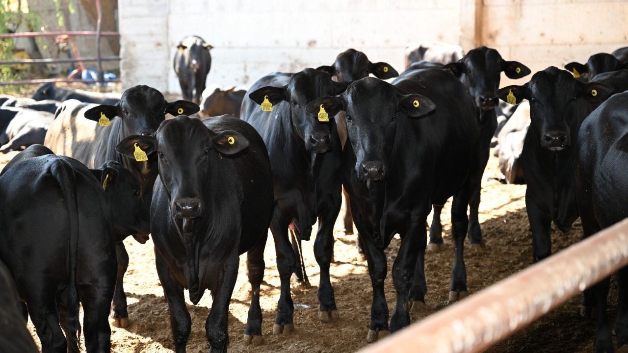 Kahramanmaraş'ta İthal Hayvan Denetimi Gerçekleştirildi (1)