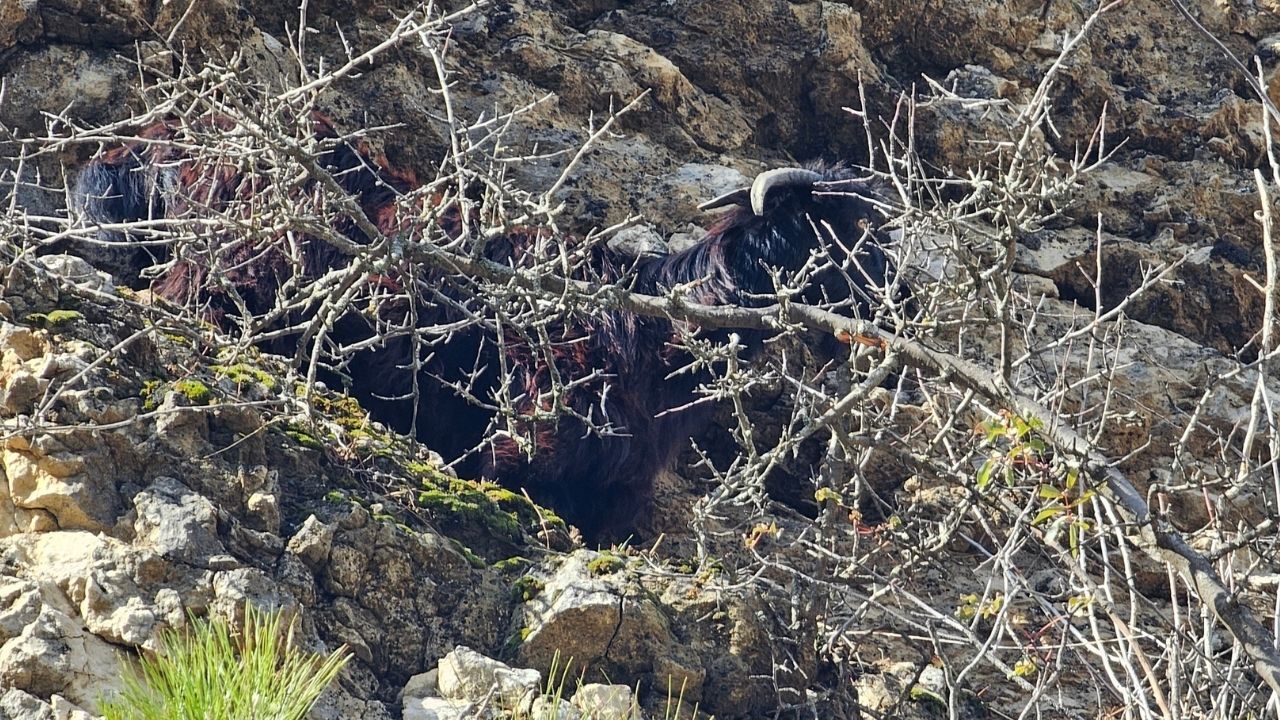 Kahramanmaraş'ta Sarp Kayalıklarda Mahsur Kalan Keçi Kurtarıldı