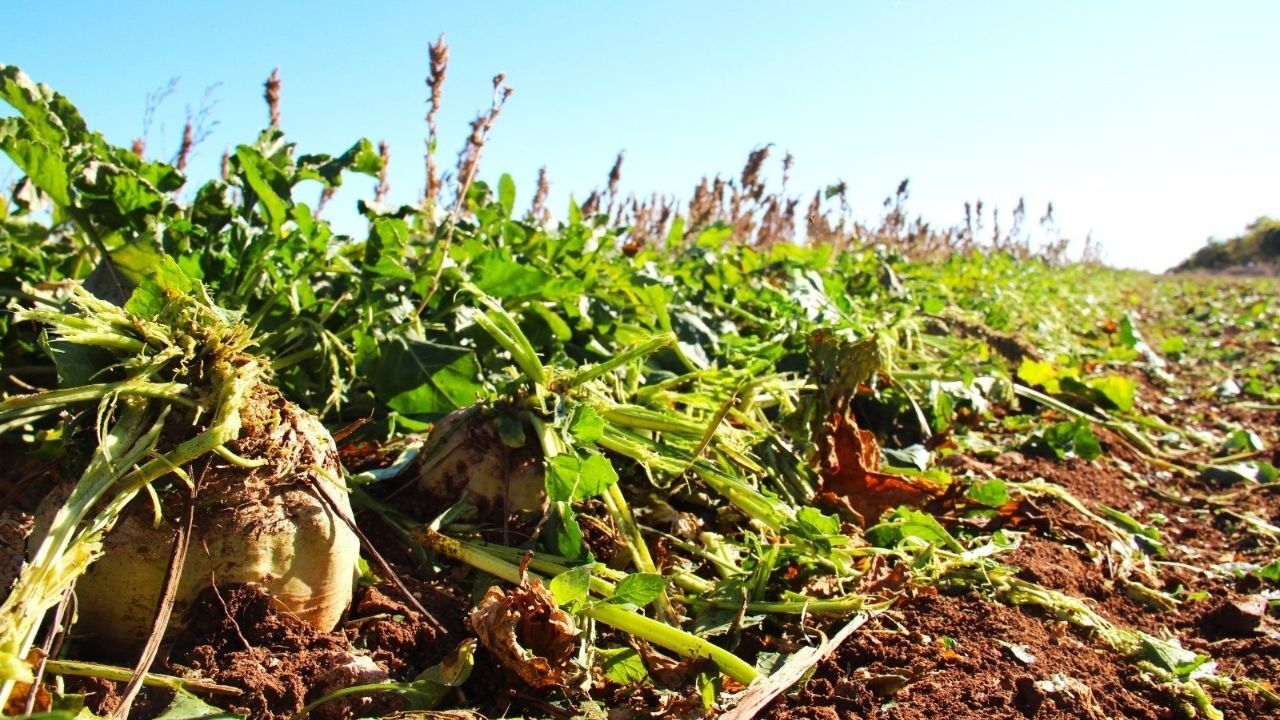 Kahramanmaraş’ta Şeker Pancarı Hasadı Başladı (2)-1