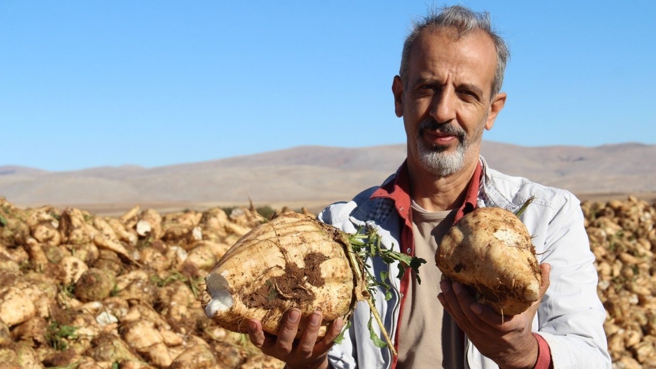 Kahramanmaraş’ta Şeker Pancarı Hasadı Başladı