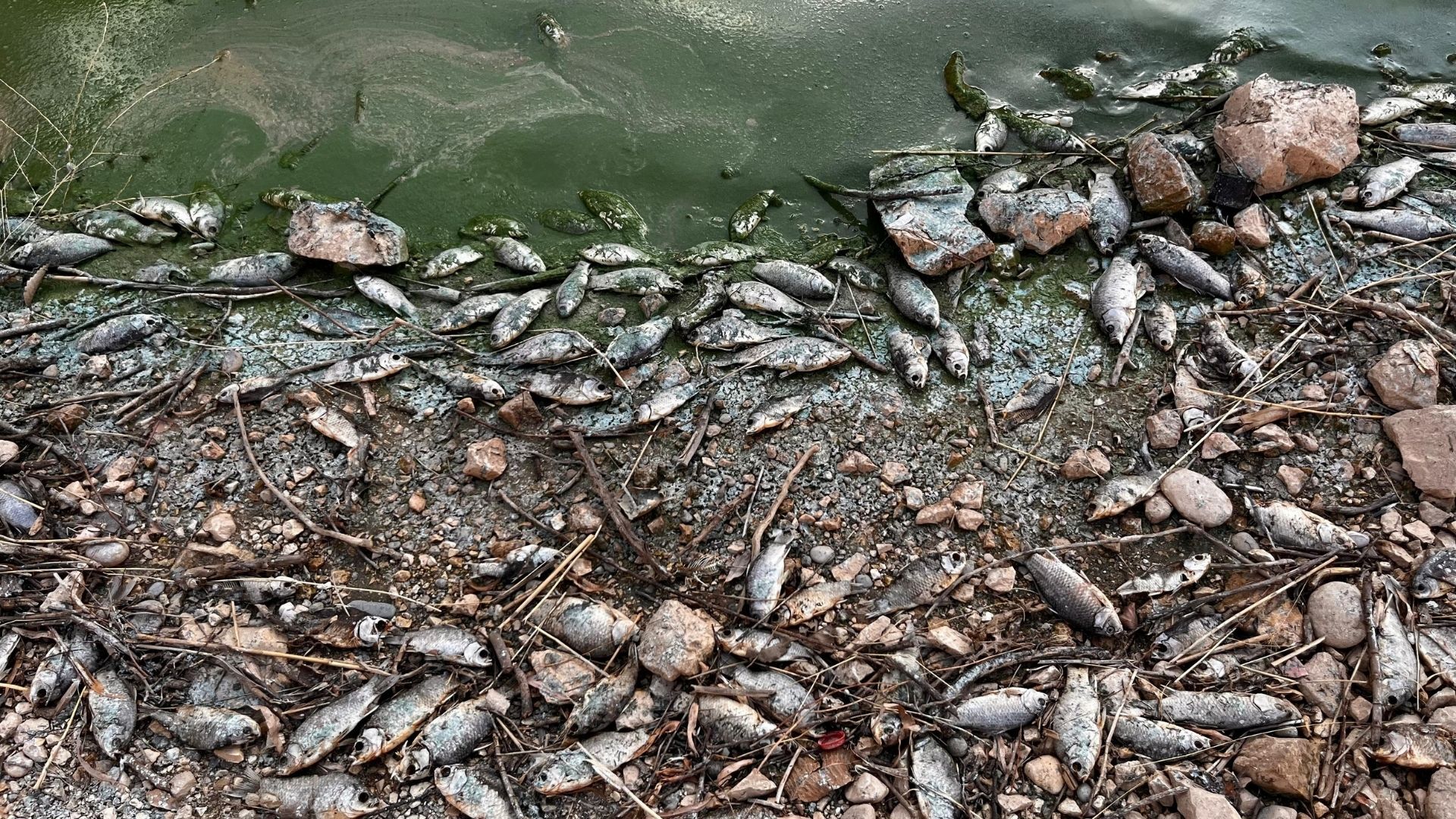 Küresel Sumud Filosuna Destek Gösterisi Gerçekleştirildi (1)