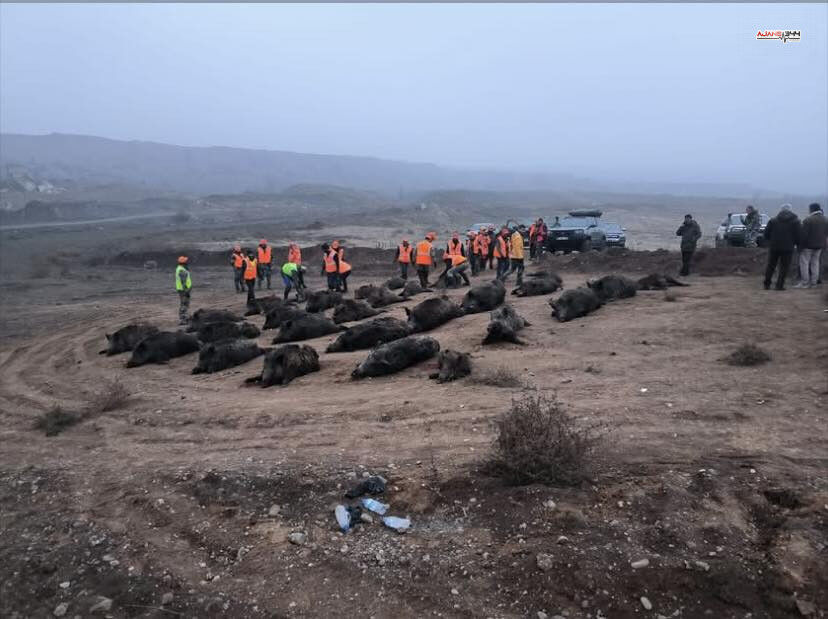 587017923 1305484028274064 8635686471260764883 N