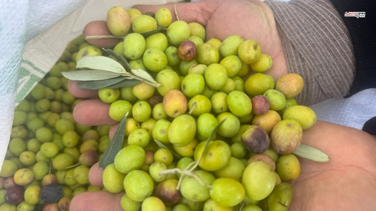 88 Yasındaki Emine Nine Zeytin Hasadında Ajans344 (1)