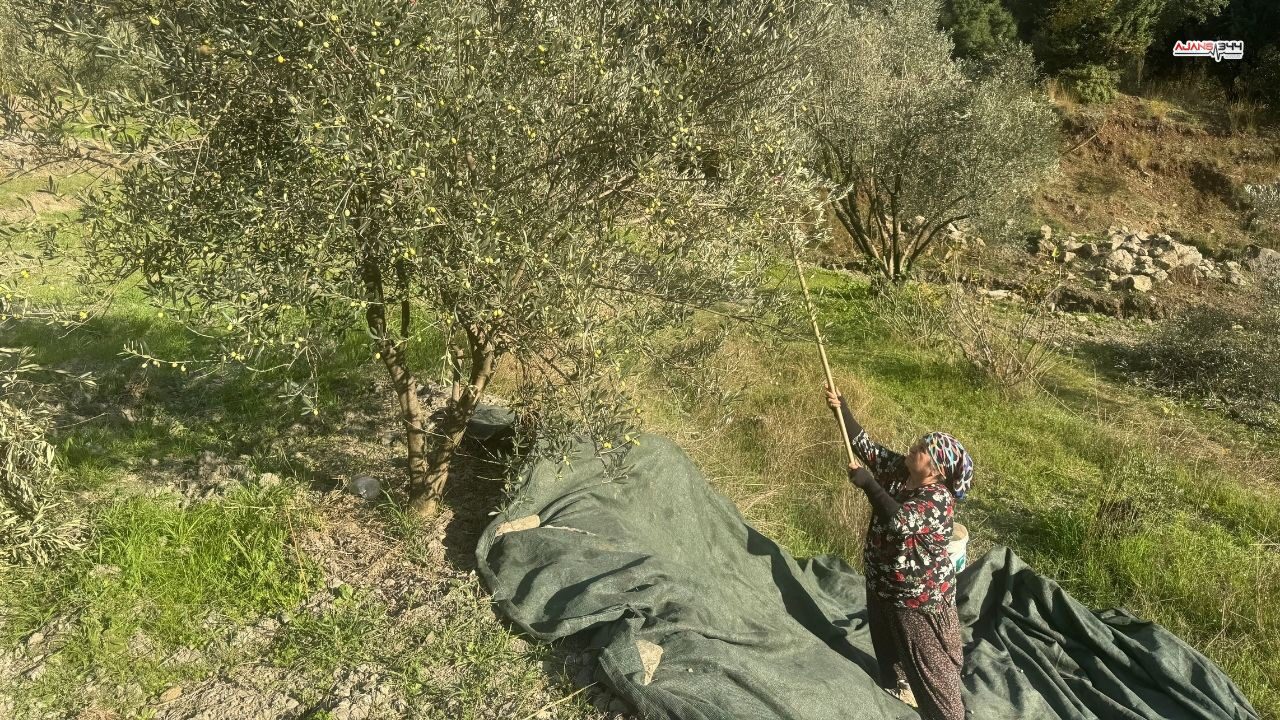 88 Yasındaki Emine Nine Zeytin Hasadında Ajans344 (2)
