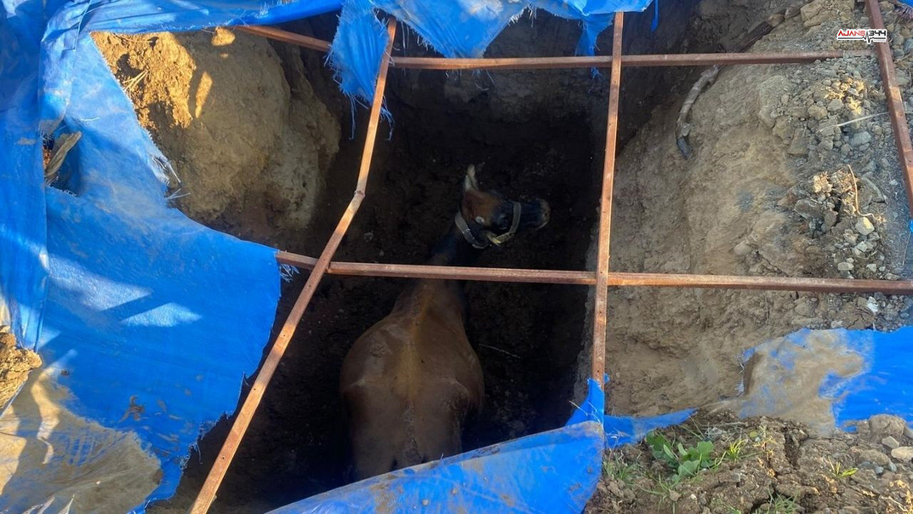 Çukura Düşen Büyükbaş Hayvan Kurtarıldı Ajans344 (2)