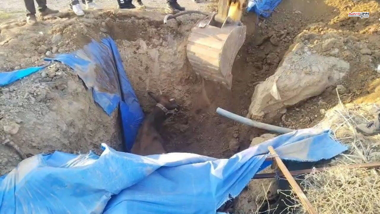 Çukura Düşen Büyükbaş Hayvan Kurtarıldı Ajans344 (4)
